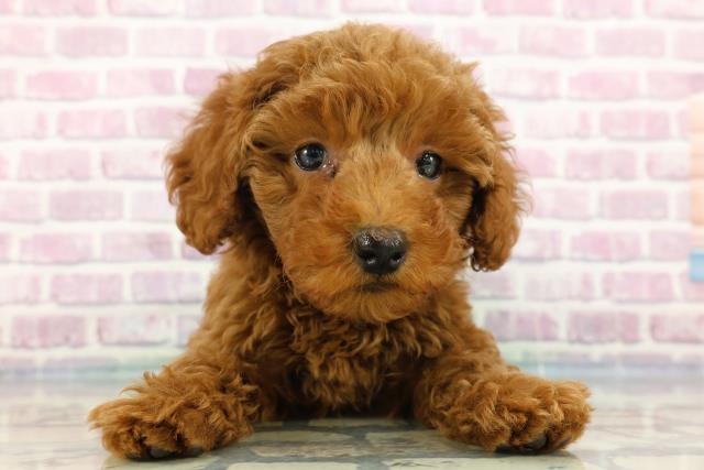 熊本県のトイプードル(トイ) (Coo&RIKU熊本店/2024年3月4日生まれ/女の子/レッド)の子犬