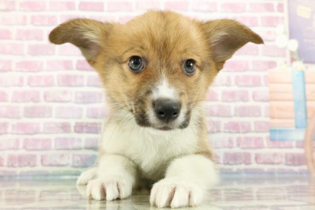 福島県のウェルシュコーギーペンブローク (Coo&RIKUいわき店/2024年3月5日生まれ/男の子/セーブルホワイト)の子犬