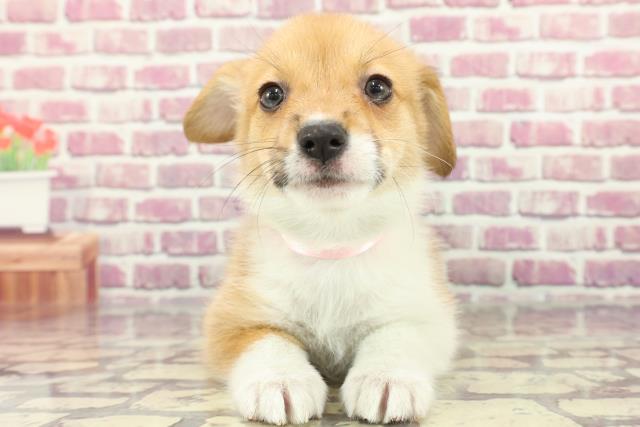 熊本県のウェルシュコーギーペンブローク (Coo&RIKUイオンモール宇城店/2024年3月5日生まれ/女の子/セーブルホワイト)の子犬