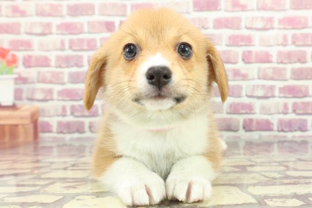 沖縄県のウェルシュコーギーペンブローク (Coo&RIKUイオン北谷店/2024年3月5日生まれ/女の子/セーブルホワイト)の子犬