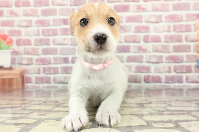 神奈川県のジャックラッセルテリア (Coo&RIKUパウ川崎店/2024年3月5日生まれ/女の子/タンホワイト)の子犬