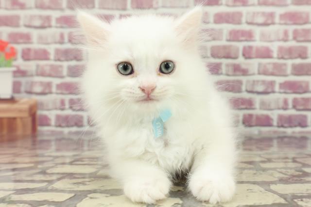 千葉県のミヌエット (Coo&RIKU木更津店/2024年3月3日生まれ/男の子/ホワイト)の子猫