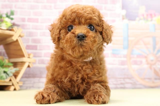 静岡県のトイプードル(トイ) (Coo&RIKU富士店/2024年3月5日生まれ/女の子/レッド)の子犬