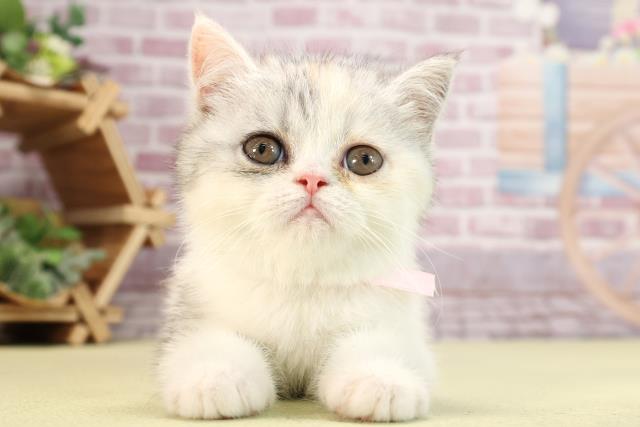 愛知県のエキゾチック (Coo&RIKU東海店/2024年2月29日生まれ/女の子/シルバーパッチドタビーホワイト)の子猫