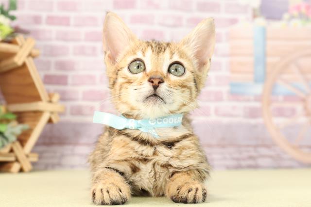 静岡県のベンガル (Coo&RIKU静岡SBS通り店/2024年2月10日生まれ/男の子/ブラウンスポットタビー)の子猫