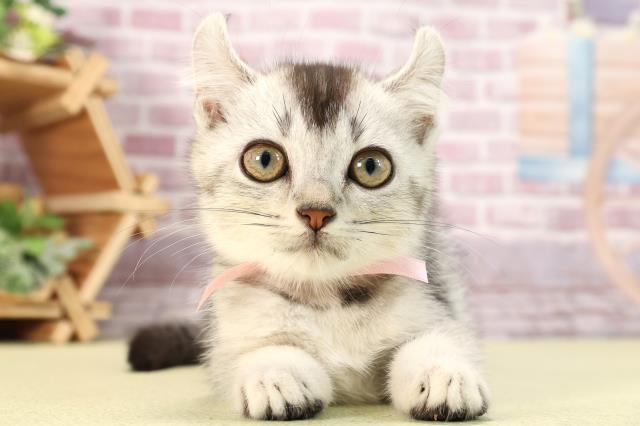 静岡県のアメリカンカール (Coo&RIKU掛川店/2024年2月11日生まれ/女の子/シルバーマッカレルタビー)の子猫