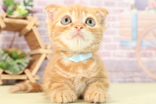 静岡県のスコティッシュフォールド (Coo&RIKU富士店/2024年2月27日生まれ/男の子/レッドタビー)の子猫