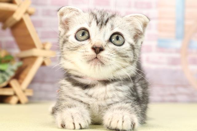 三重県のスコティッシュフォールド (Coo&RIKU四日市店/2024年2月27日生まれ/女の子/シルバータビー)の子猫