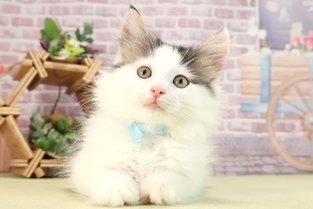 静岡県のノルウェージャンフォレストキャット (Coo&RIKU静岡SBS通り店/2024年2月26日生まれ/男の子/ブラウンタビーホワイト)の子猫