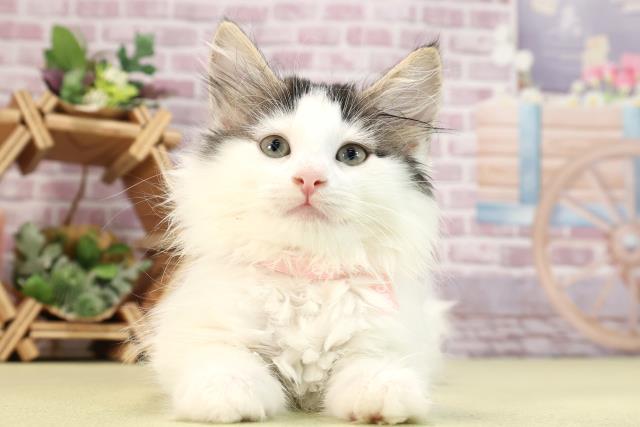 愛知県のノルウェージャンフォレストキャット (Coo&RIKU名古屋中川店/2024年2月26日生まれ/女の子/ブラウンタビーホワイト)の子猫