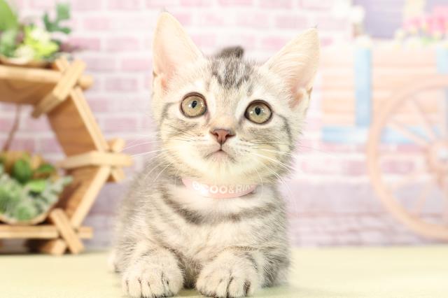 静岡県のスコティッシュフォールド (Coo&RIKU掛川店/2024年2月28日生まれ/女の子/ブルータビー)の子猫