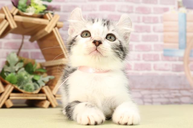 静岡県のアメリカンカール (Coo&RIKU富士店/2024年3月4日生まれ/女の子/シルバータビーホワイト)の子猫