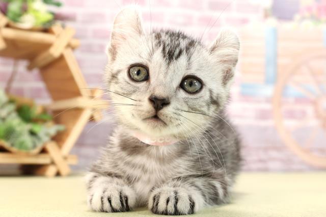 静岡県のアメリカンカール (Coo&RIKU富士店/2024年3月4日生まれ/女の子/シルバータビーホワイト)の子猫
