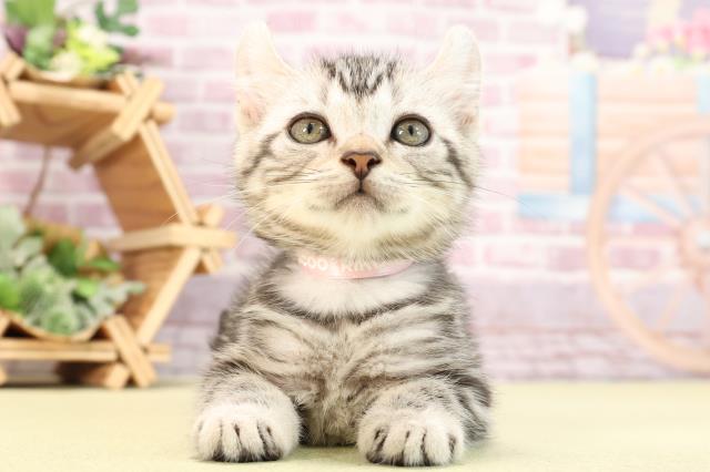 愛知県のアメリカンカール (Coo&RIKU豊田店/2024年3月4日生まれ/女の子/シルバータビーホワイト)の子猫