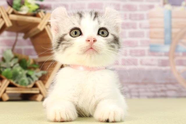 愛知県のアメリカンカール (Coo&RIKU東海店/2024年3月4日生まれ/女の子/シルバータビーホワイト)の子猫