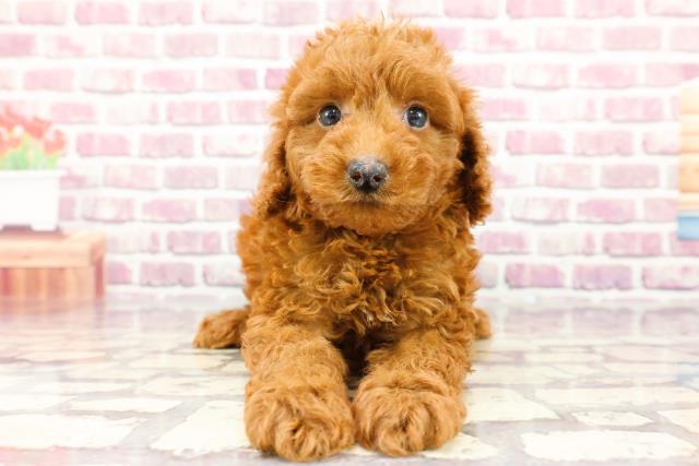 熊本県のトイプードル(トイ) (Coo&RIKU宇土シティモール店/2024年3月3日生まれ/男の子/レッド)の子犬