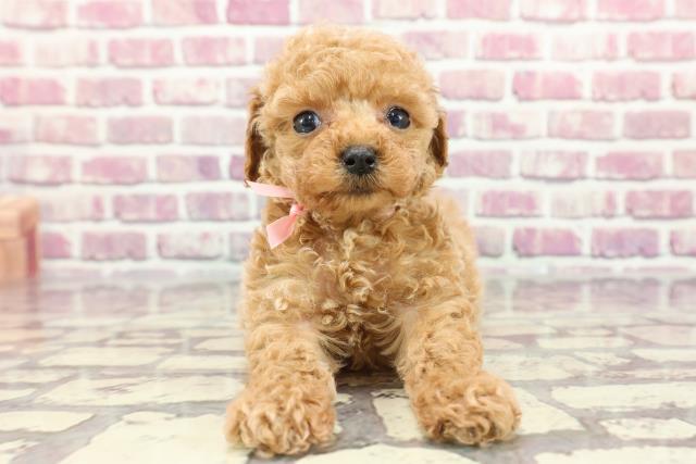 東京都のトイプードル(トイ) (Coo&RIKU中野サンモール店/2024年3月5日生まれ/女の子/アプリコット)の子犬