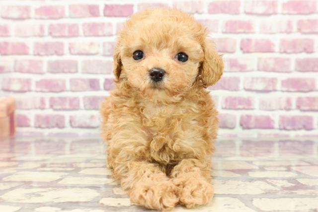 沖縄県のトイプードル(トイ) (Coo&RIKUイオン北谷店/2024年3月5日生まれ/女の子/アプリコット)の子犬