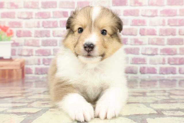 福岡県のシェットランドシープドッグ (Coo&RIKU黒崎店/2024年3月5日生まれ/男の子/セーブルホワイト)の子犬