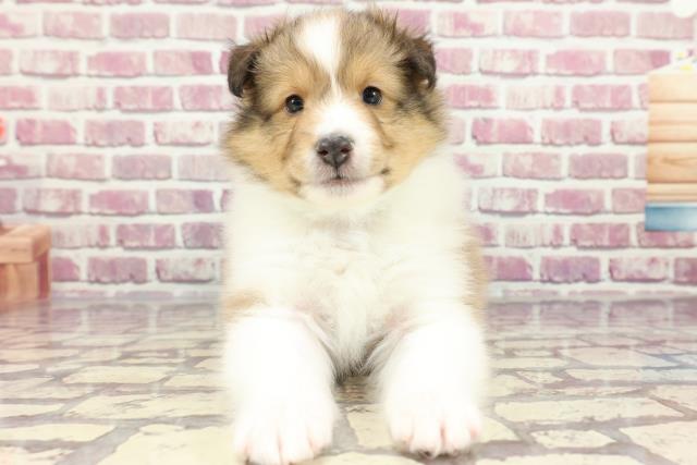 沖縄県のシェットランドシープドッグ (Coo&RIKUイオン北谷店/2024年3月5日生まれ/男の子/セーブルホワイト)の子犬