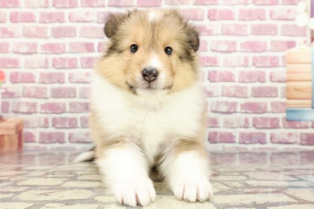 沖縄県のシェットランドシープドッグ (Coo&RIKU沖縄浦添店/2024年3月5日生まれ/男の子/セーブルホワイト)の子犬
