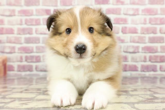 熊本県のシェットランドシープドッグ (Coo&RIKU熊本店/2024年3月5日生まれ/男の子/セーブルホワイト)の子犬