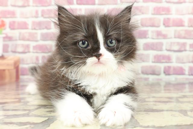 福島県のスコティッシュフォールド (Coo&RIKUいわき店/2024年3月5日生まれ/女の子/ブラックホワイト)の子猫