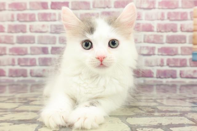 東京都のサイベリアン (Coo&RIKU三軒茶屋店/2024年3月5日生まれ/男の子/ブルータビーホワイト)の子猫
