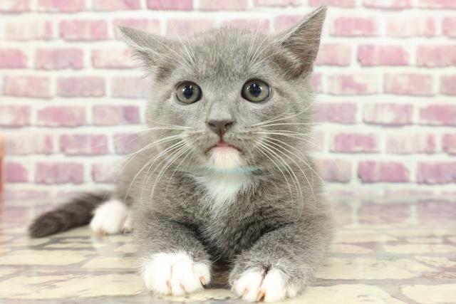 神奈川県のブリティッシュショートヘアー (Coo&RIKUパウ川崎店/2024年3月6日生まれ/男の子/ブルーホワイト)の子猫