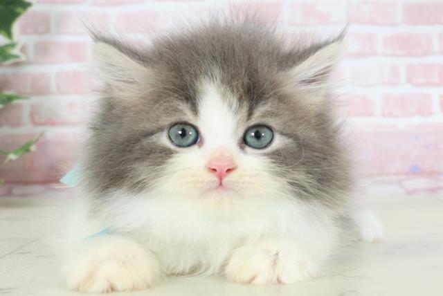 熊本県のブリティッシュロングヘアー (Coo&RIKUイオンモール宇城店/2024年3月6日生まれ/男の子/ブルーホワイト)の子猫