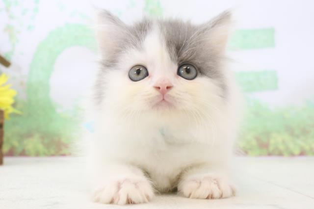 熊本県のブリティッシュロングヘアー (Coo&RIKU宇土シティモール店/2024年3月6日生まれ/男の子/ブルーホワイト)の子猫