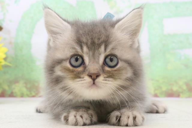 福岡県のブリティッシュショートヘアー (Coo&RIKU筑後店/2024年3月6日生まれ/男の子/ブルータビーホワイト)の子猫
