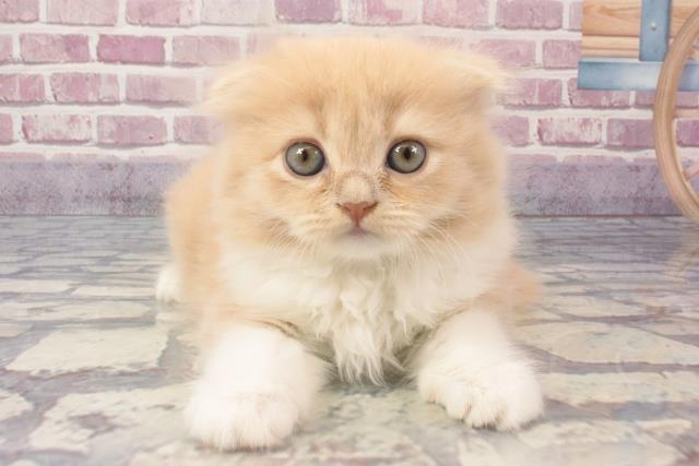 大阪府のスコティッシュフォールド (Coo&RIKU高槻店/2024年3月6日生まれ/女の子/クリームホワイト)の子猫