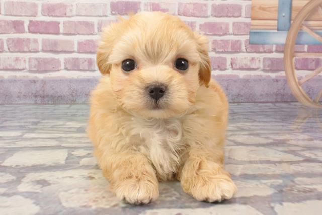 奈良県のマルプー(マルチーズ×プードル) (Coo&RIKU天理店/2024年3月3日生まれ/男の子/クリーム)の子犬