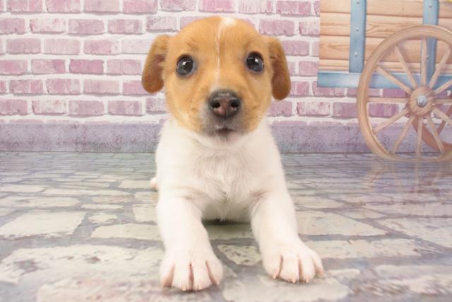 和歌山県のジャックラッセルテリア (Coo&RIKU和歌山店/2024年3月6日生まれ/女の子/タンホワイト)の子犬