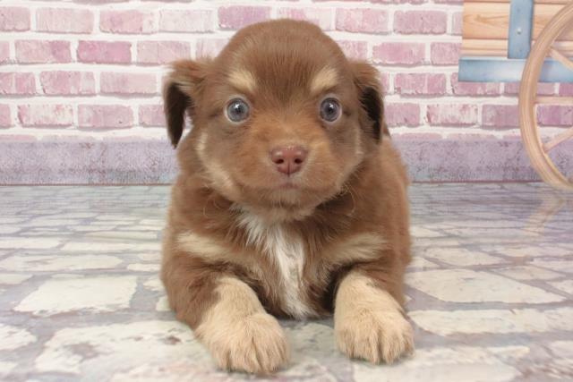 奈良県のチワックス(チワワ×ダックス) (Coo&RIKU天理店/2024年3月6日生まれ/男の子/チョコレートクリーム)の子犬