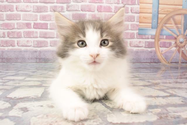 兵庫県のノルウェージャンフォレストキャット (Coo&RIKU尼崎店/2024年3月5日生まれ/女の子/ブルータビーホワイト)の子猫