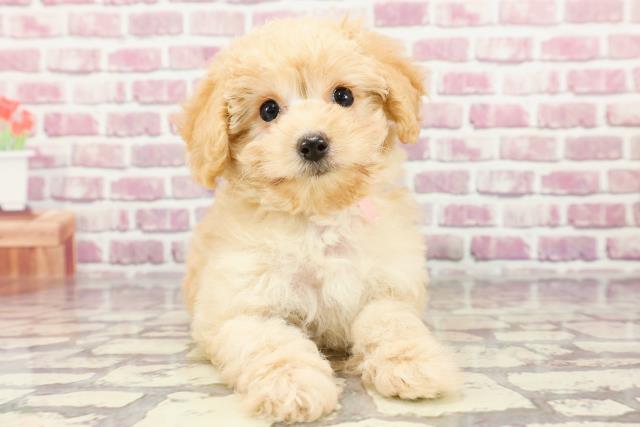 茨城県のチワプー/プーチー(チワワ×プードル) (Coo&RIKU牛久店/2024年3月3日生まれ/女の子/アプリコット)の子犬