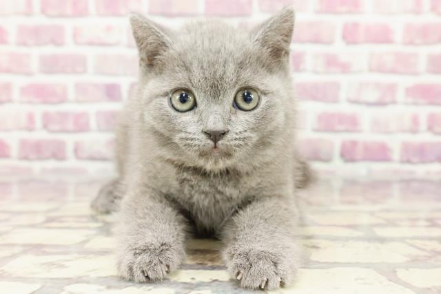 神奈川県のブリティッシュショートヘアー (Coo&RIKU横浜港南台店/2024年3月2日生まれ/男の子/ブルー)の子猫