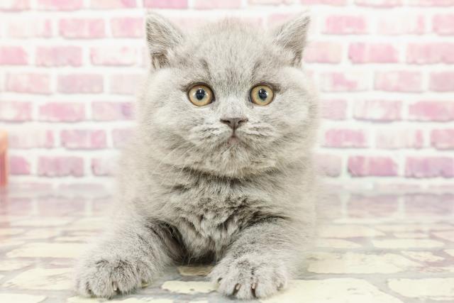 東京都のブリティッシュショートヘアー (Coo&RIKU八王子西店/2024年3月2日生まれ/女の子/ブルー)の子猫