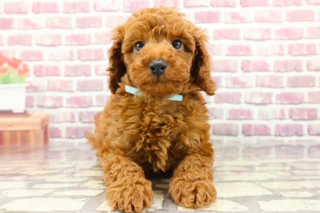 千葉県のトイプードル(トイ) (Coo&RIKU東金店/2024年3月5日生まれ/男の子/レッド)の子犬