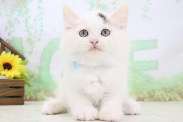 福岡県のラガマフィン (Coo&RIKU福岡西店/2024年3月6日生まれ/男の子/ブラックホワイト)の子猫
