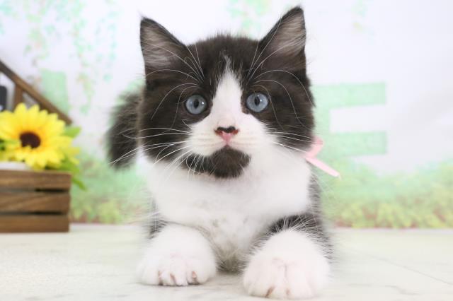 宮崎県のラガマフィン (Coo&RIKU宮崎店/2024年3月6日生まれ/女の子/ブラックホワイト)の子猫