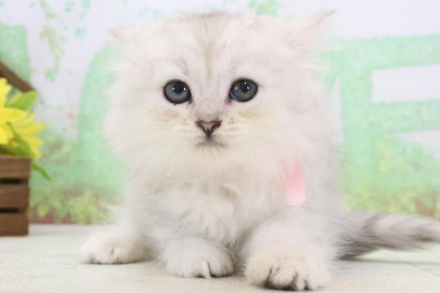 熊本県のミヌエット (Coo&RIKU熊本店/2024年3月10日生まれ/女の子/チンチラシルバー)の子猫