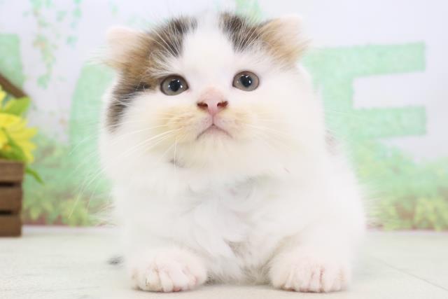 鹿児島県のスコティッシュフォールド (Coo&RIKU霧島店/2024年3月1日生まれ/男の子/ブラウンタビーホワイト)の子猫