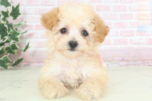 熊本県のトイプードル(トイ) (Coo&RIKU熊本店/2024年3月11日生まれ/女の子/クリーム)の子犬