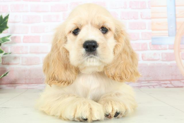 熊本県のアメリカンコッカースパニエル (Coo&RIKUカリーノ玉名店/2024年3月10日生まれ/男の子/バフ)の子犬