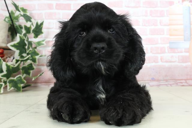 福岡県のアメリカンコッカースパニエル (Coo&RIKU福岡西店/2024年3月10日生まれ/男の子/ブラックホワイト)の子犬