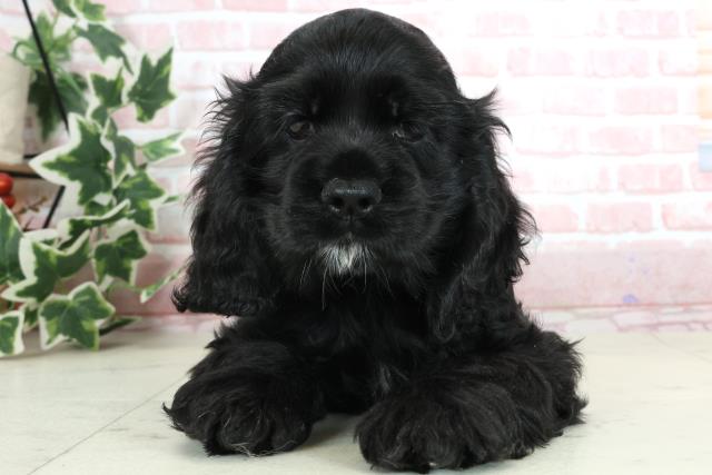 鹿児島県のアメリカンコッカースパニエル (Coo&RIKU鹿屋店/2024年3月10日生まれ/女の子/ブラックホワイト)の子犬