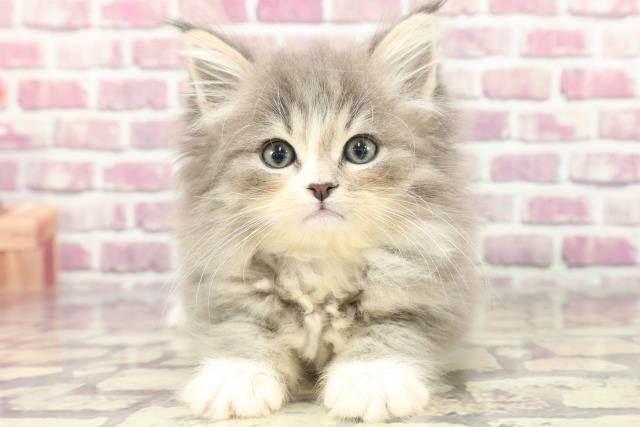 東京都のノルウェージャンフォレストキャット (Coo&RIKU新宿三丁目店/2024年3月7日生まれ/男の子/ブルータビーホワイト)の子猫